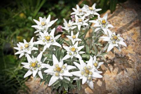 edelweiss pictures|what does edelweiss look like.